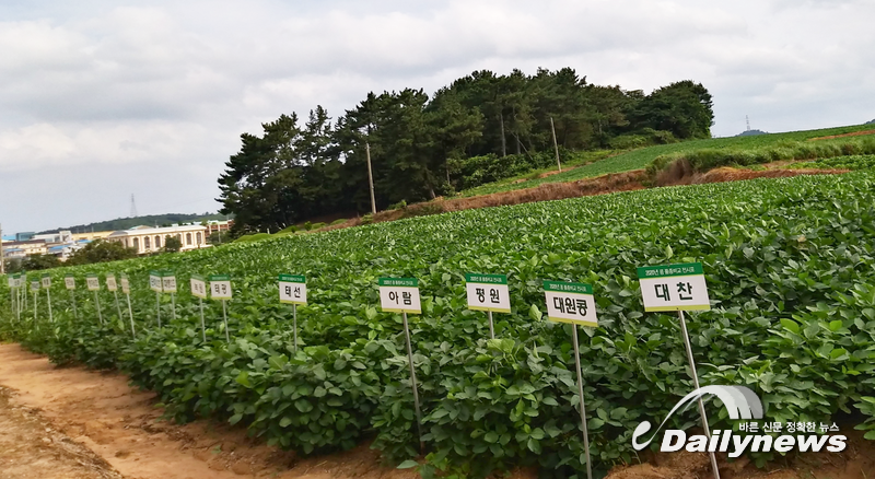 ▲ 2020년 콩 품종비교 전시포