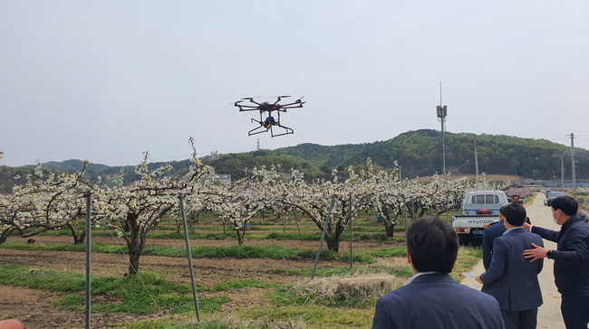 ▲ 올해부터 드론으로 배 인공수정 지원 