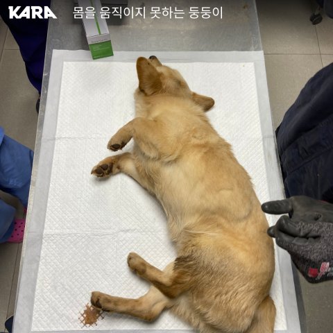 위 사진: 구조 당시 몸을 움직이지 못하던 둥둥이