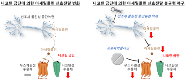 니코틴 금단과 아세틸콜린 신호전달 균형 가설. 사진=KIST