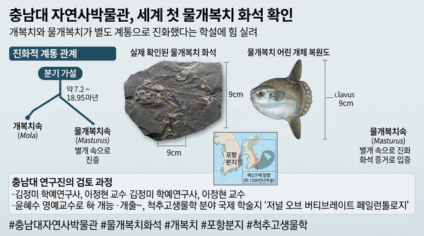 충남대 자연사박물관, 세계 첫 물개복치 화석 확인